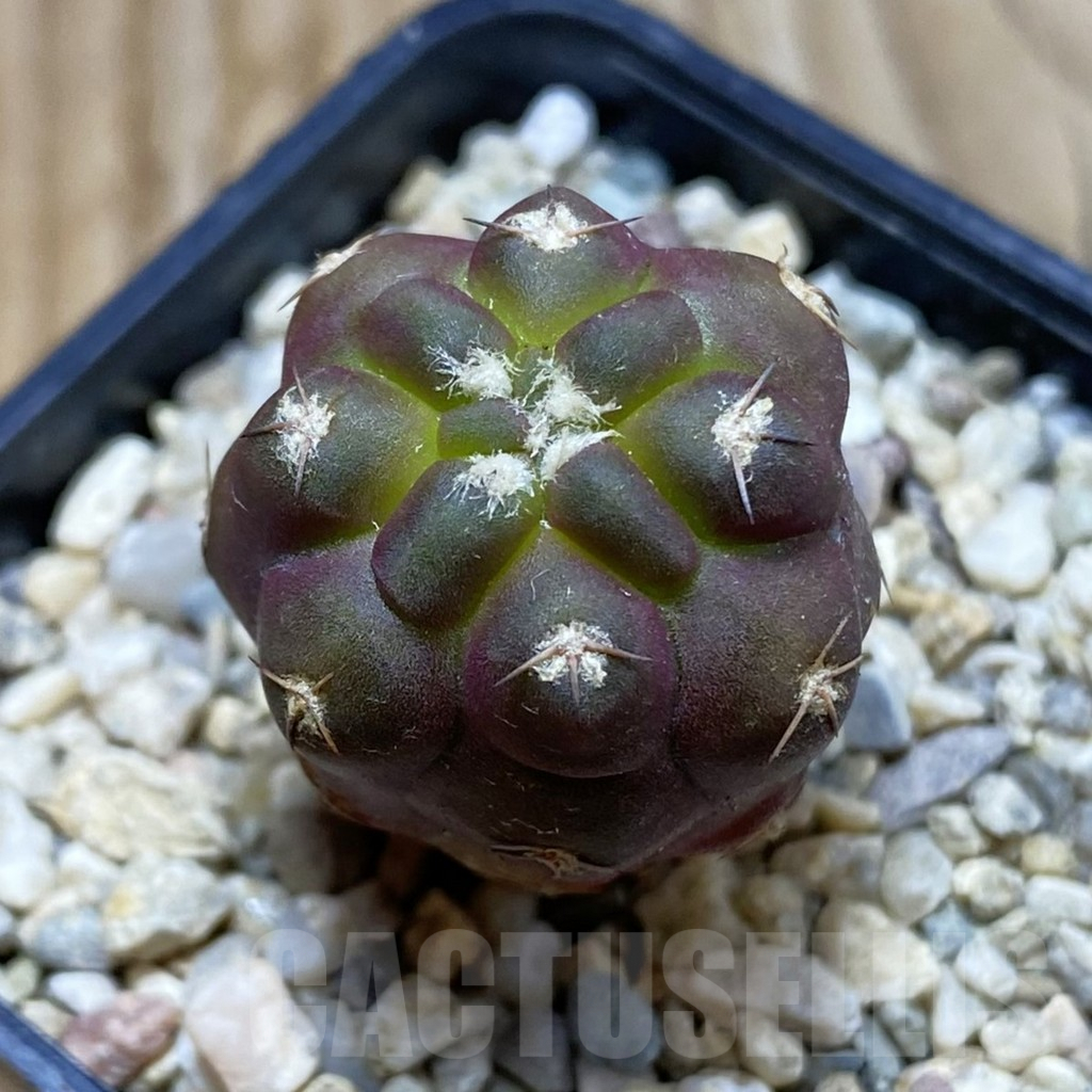 SH6421 Weingartia neumanniana 'dagmarii'