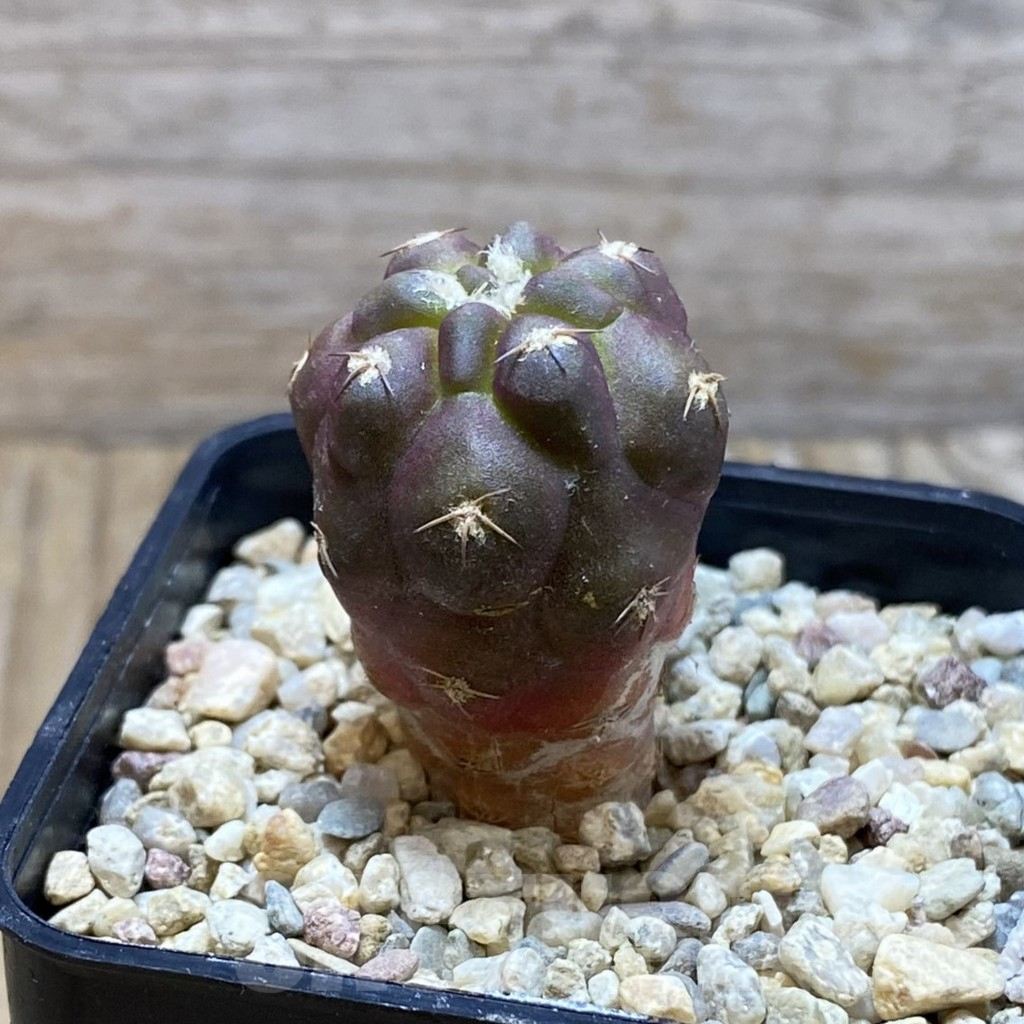 SH6421 Weingartia neumanniana 'dagmarii' - immagine 2