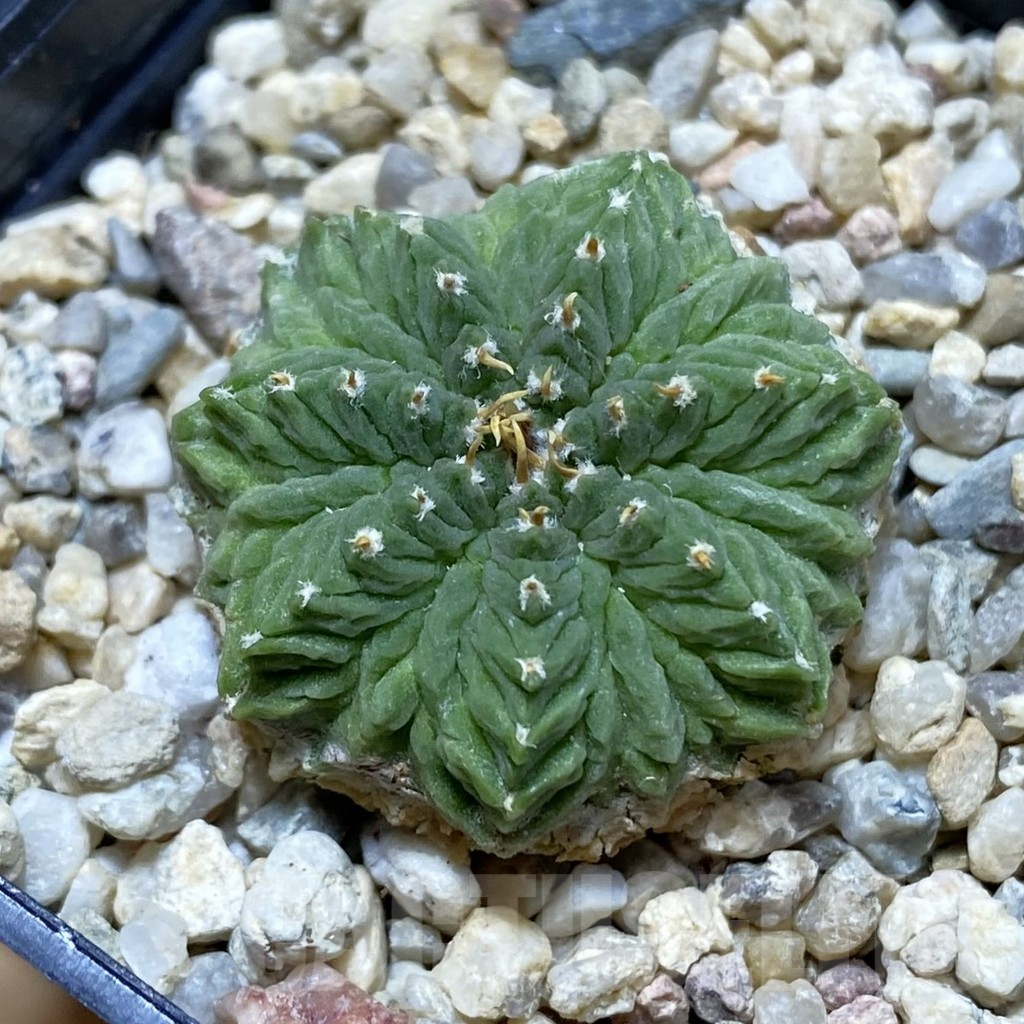 SH6423 Aztekium ritteri GCG 12829