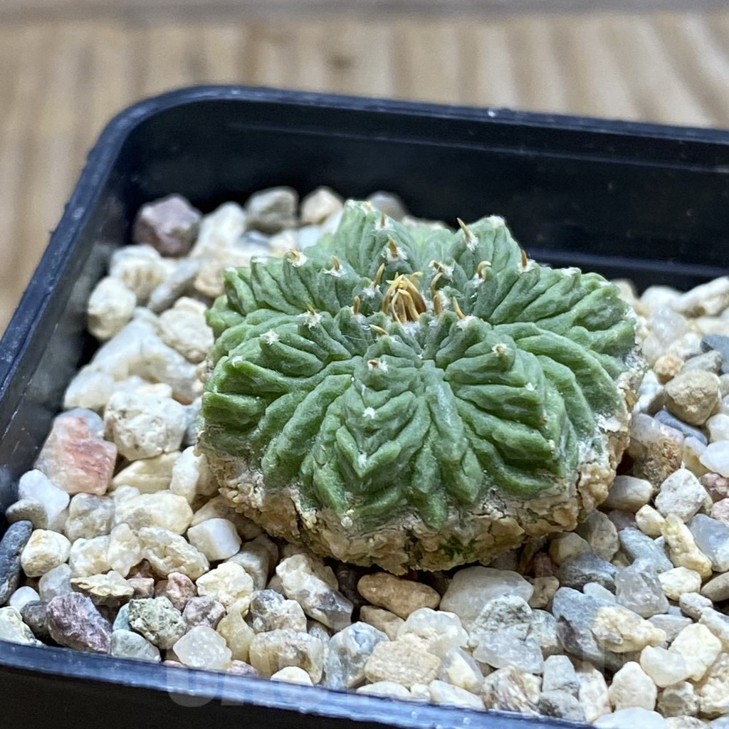 SH6423 Aztekium ritteri GCG 12829 - Image 2