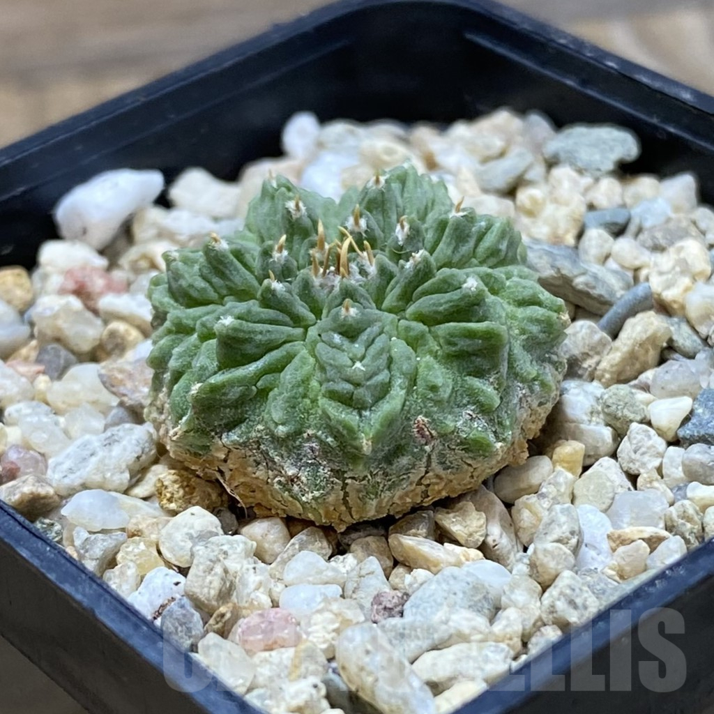 Aztekium Ritteri - Cactus Vendita Online