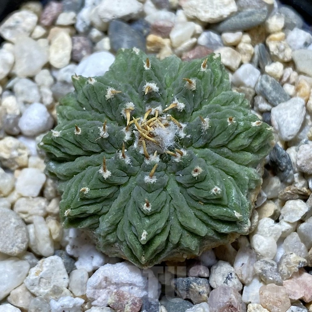 SH6425 Aztekium ritteri GCG 12829