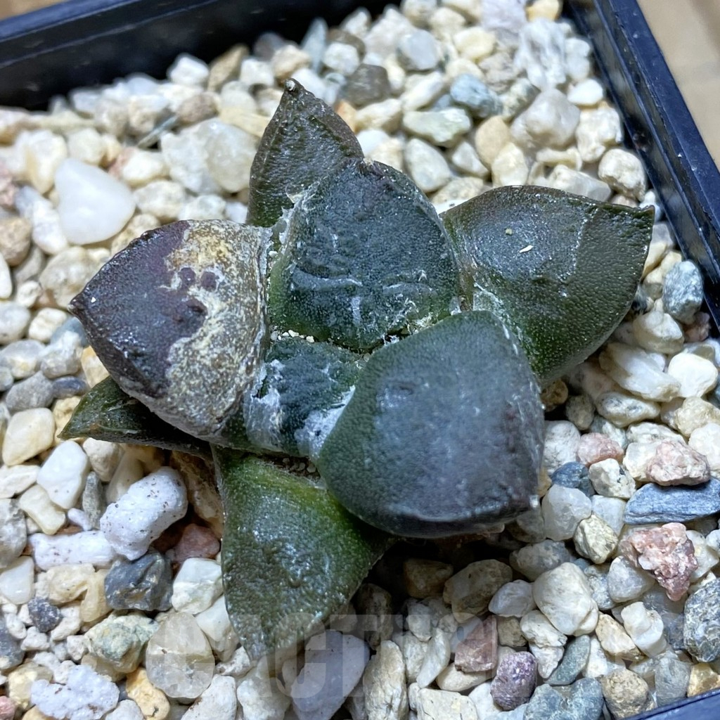 SH6428 Ariocarpus fissuratus v. lloydii VN 686