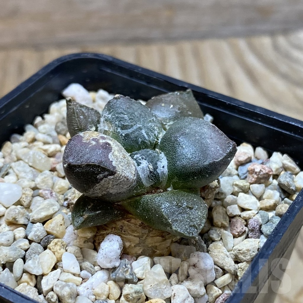 SH6428 Ariocarpus fissuratus v. lloydii VN 686 - immagine 2