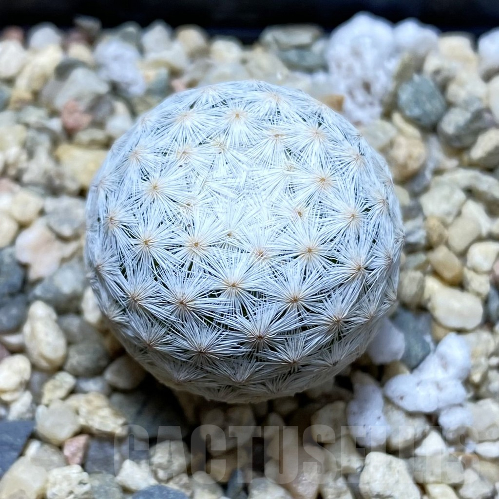 SH6405 Mammillaria herrerae MZ 572, own roots