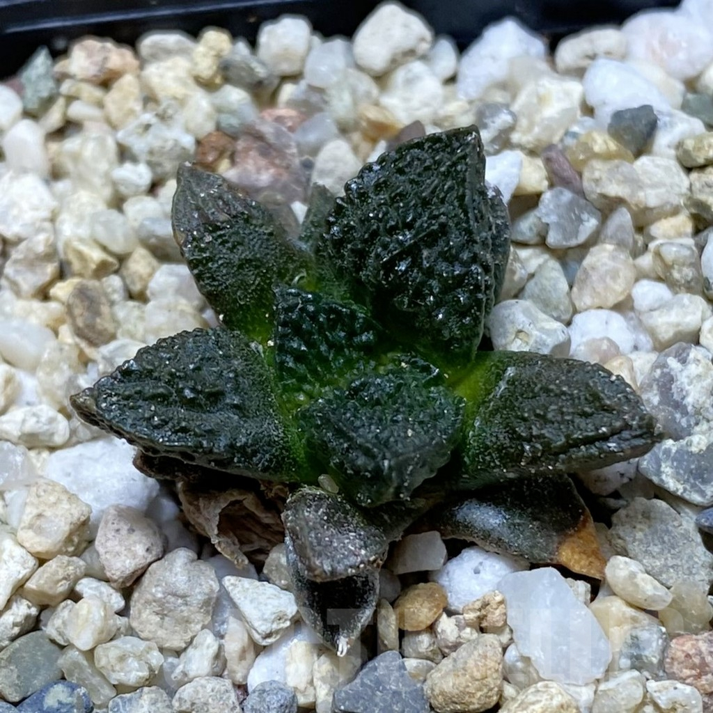 SH6430 Ariocarpus fissuratus VZD 341