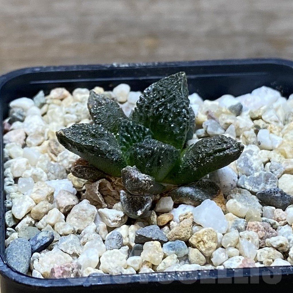 SH6430 Ariocarpus fissuratus VZD 341 - immagine 2