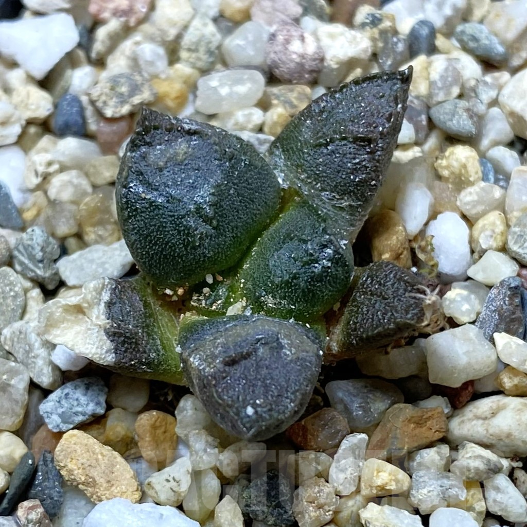 SH6432 Ariocarpus fissuratus ssp. lloydii VMG 86
