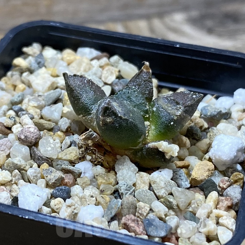 SH6432 Ariocarpus fissuratus ssp. lloydii VMG 86 - 画像 (2)