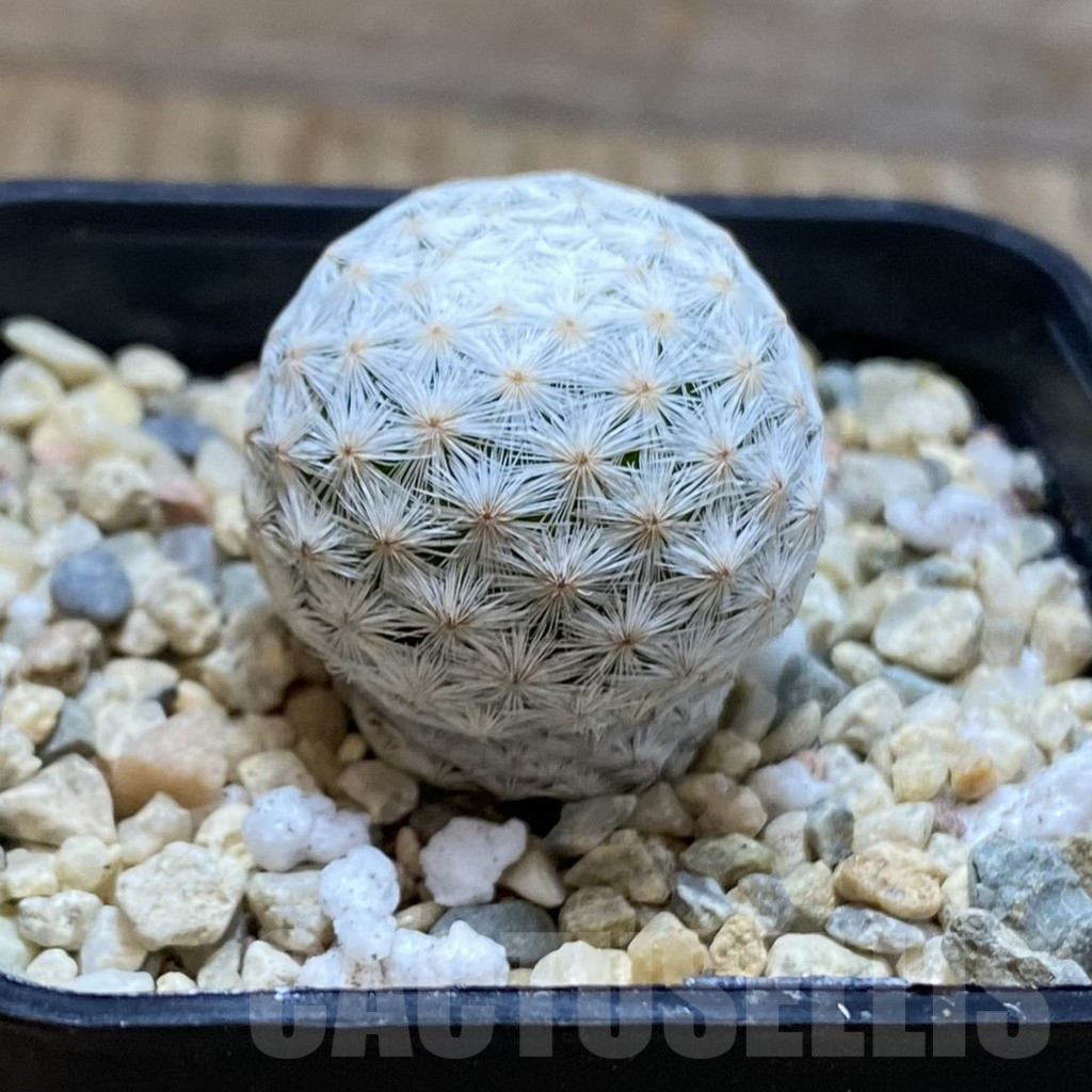 SH6405 Mammillaria herrerae MZ 572, own roots - Obrázek 2