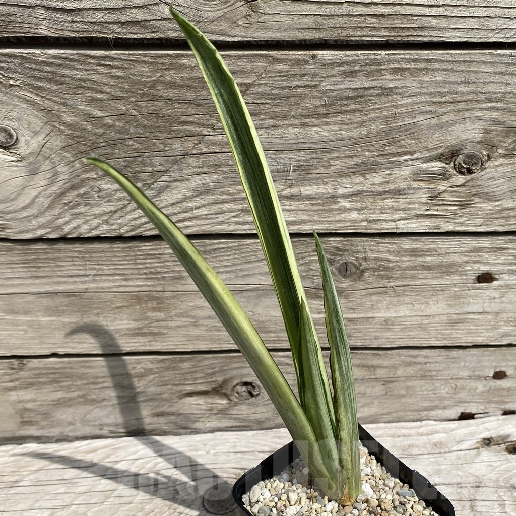 SH6566 Sansevieria ‘Beauty Sensation’ f. variegata – Bild 2