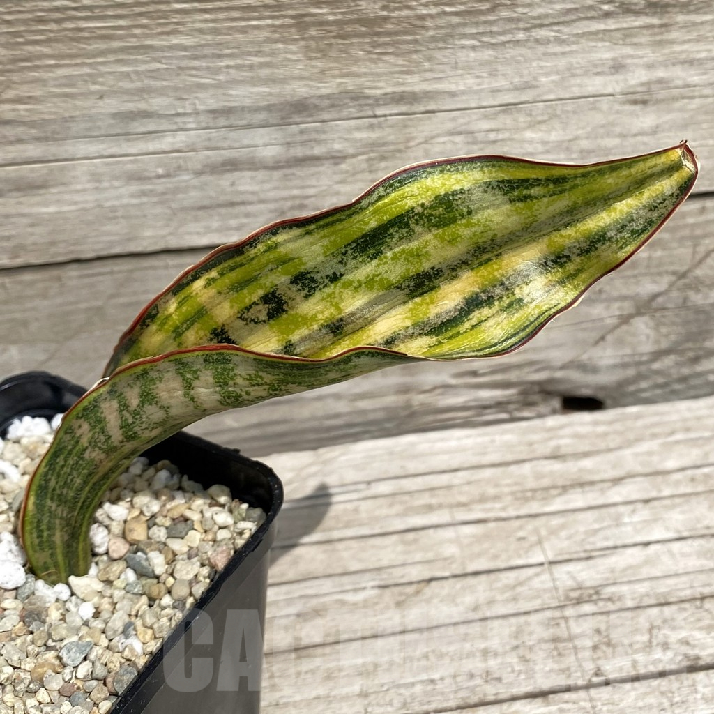 SH6567 Sansevieria kirkii ‘Coppertone’