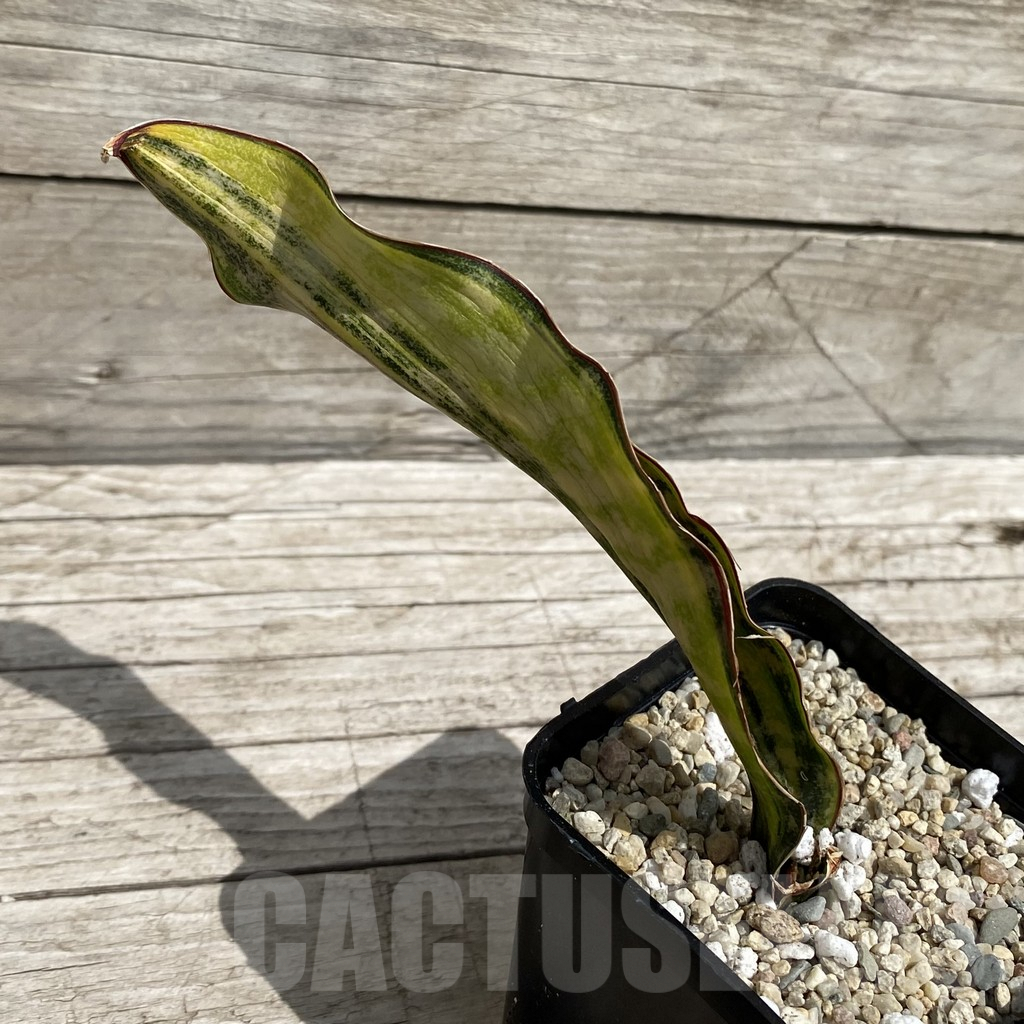 SH6567 Sansevieria kirkii ‘Coppertone’ – Bild 2