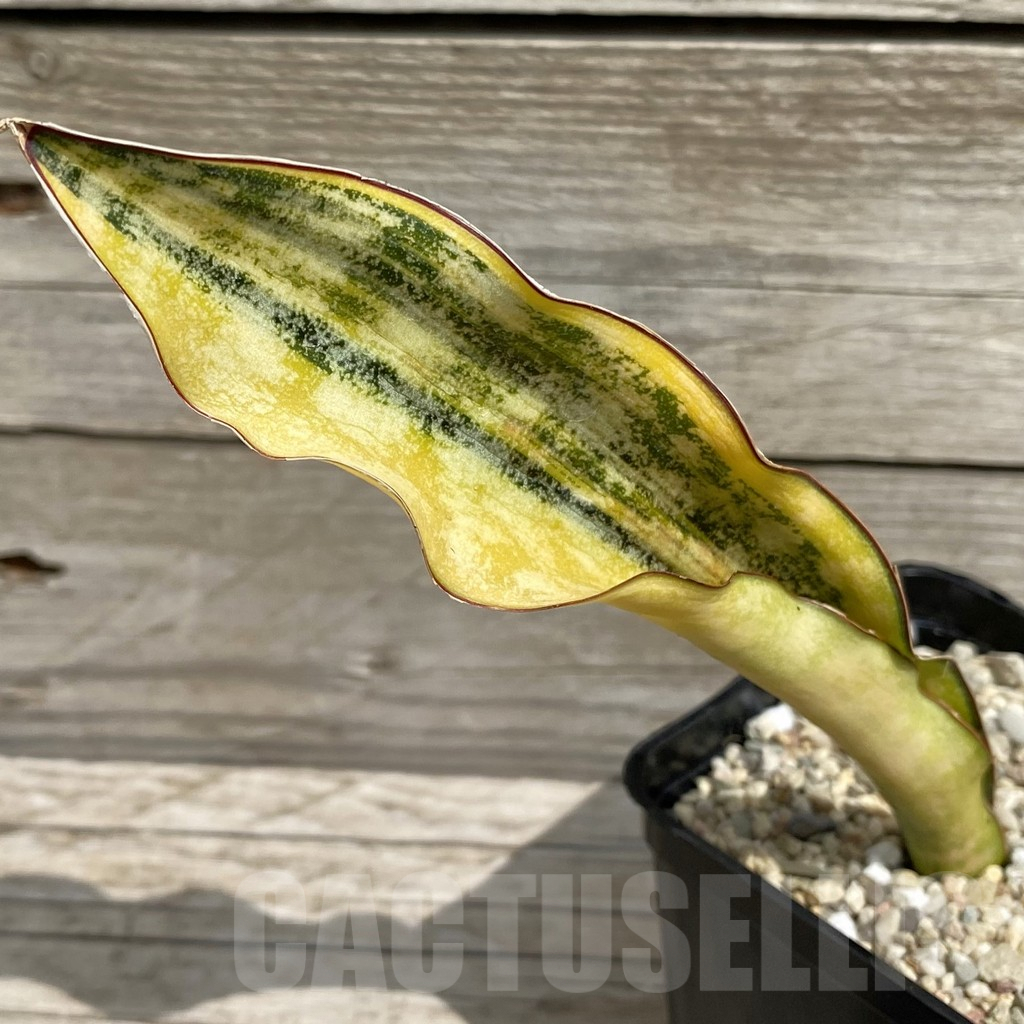 SH6568 Sansevieria kirkii ‘Coppertone’