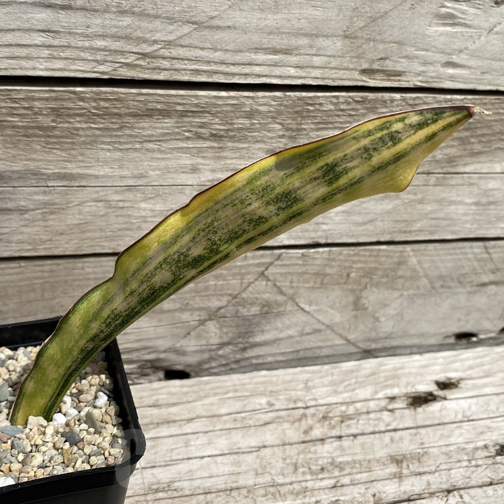 SH6568 Sansevieria kirkii ‘Coppertone’ - Image 2