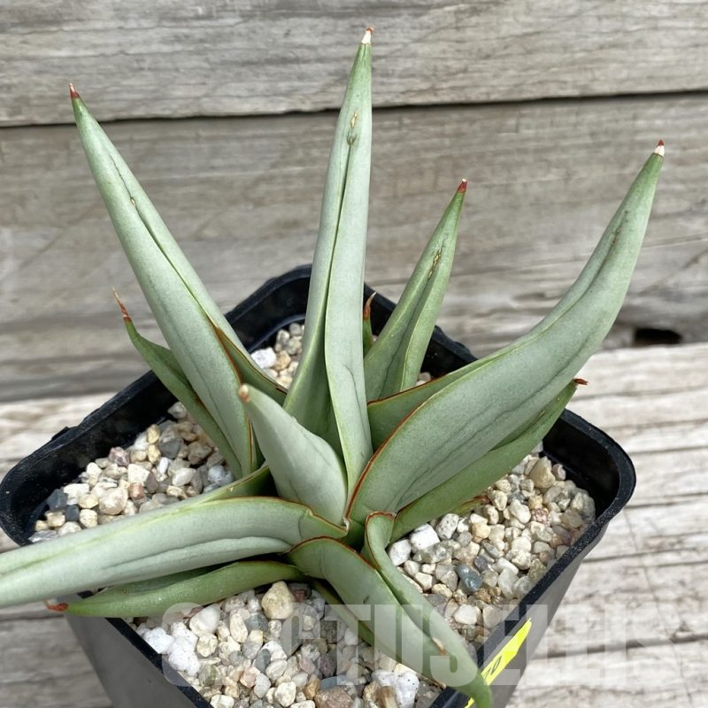 SH6570 Sansevieria hybrid ‘Chanin’