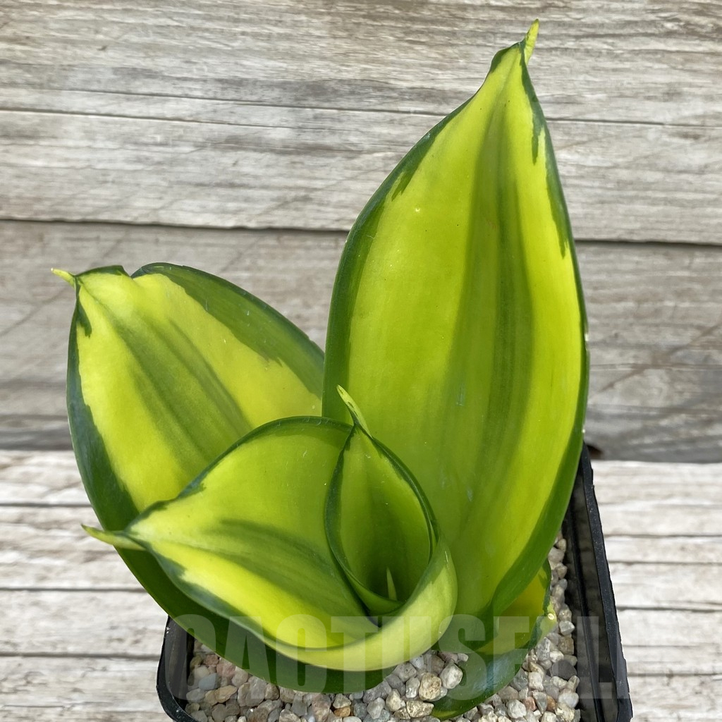 SH6572 Sansevieria ‘Green Mould’ f. variegata
