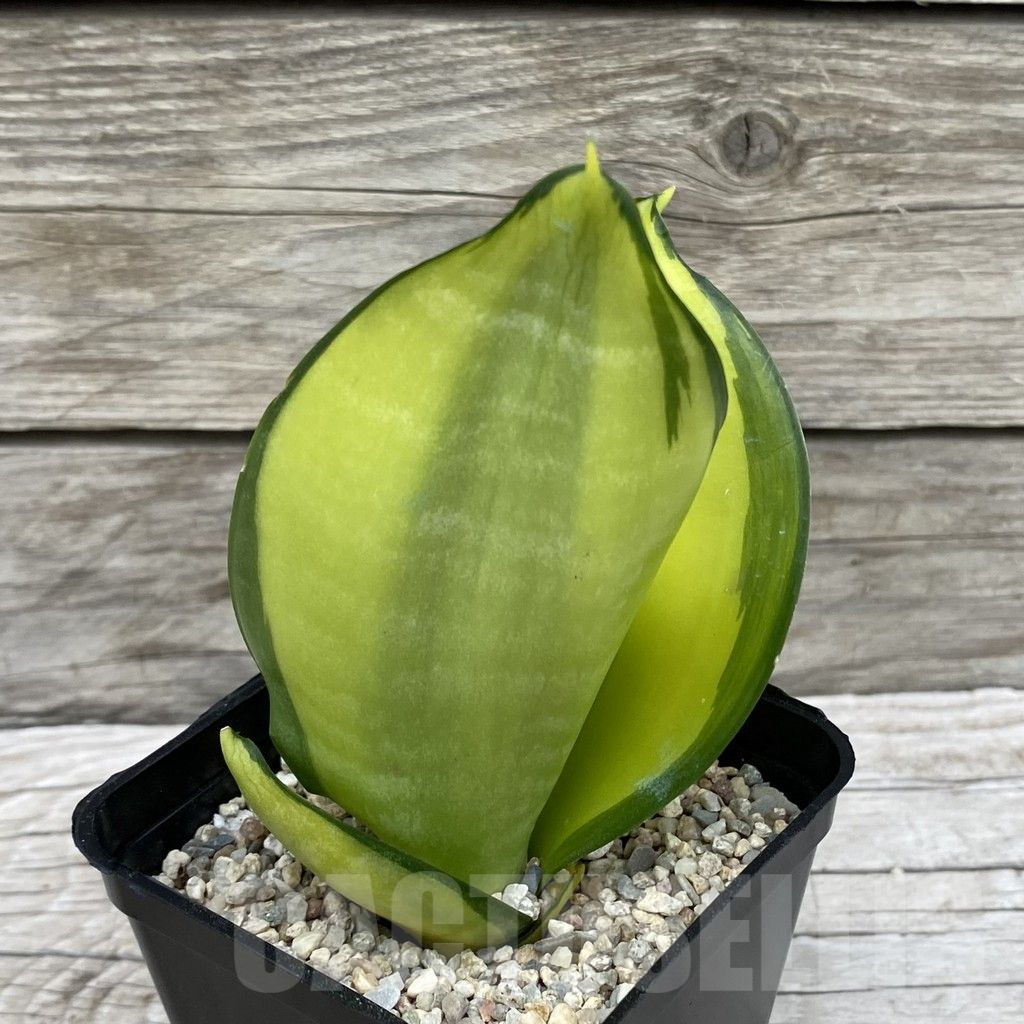 SH6572 Sansevieria ‘Green Mould’ f. variegata - Obrázek 2