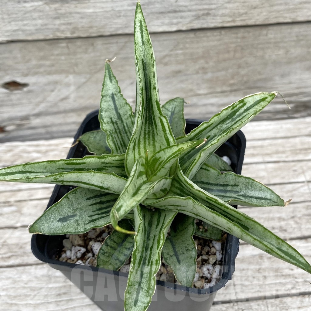 SH6577 Sansevieria hybrid 'Bianca' - 画像 (2)