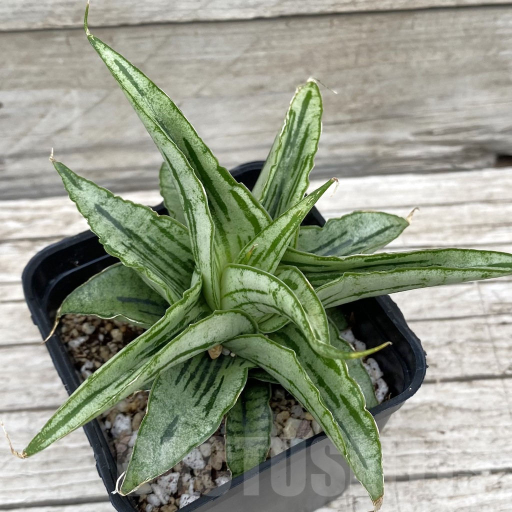 SH6577 Sansevieria hybrid 'Bianca'