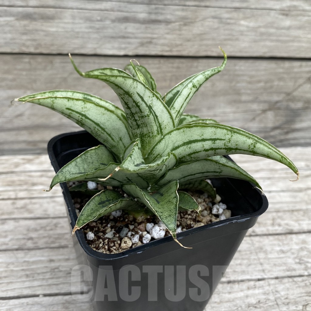 SH6577 Sansevieria hybrid 'Bianca' - 画像 (3)