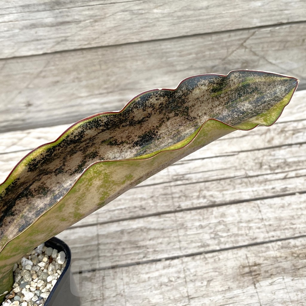 SH6581 Sansevieria kirkii ‘Coppertone’