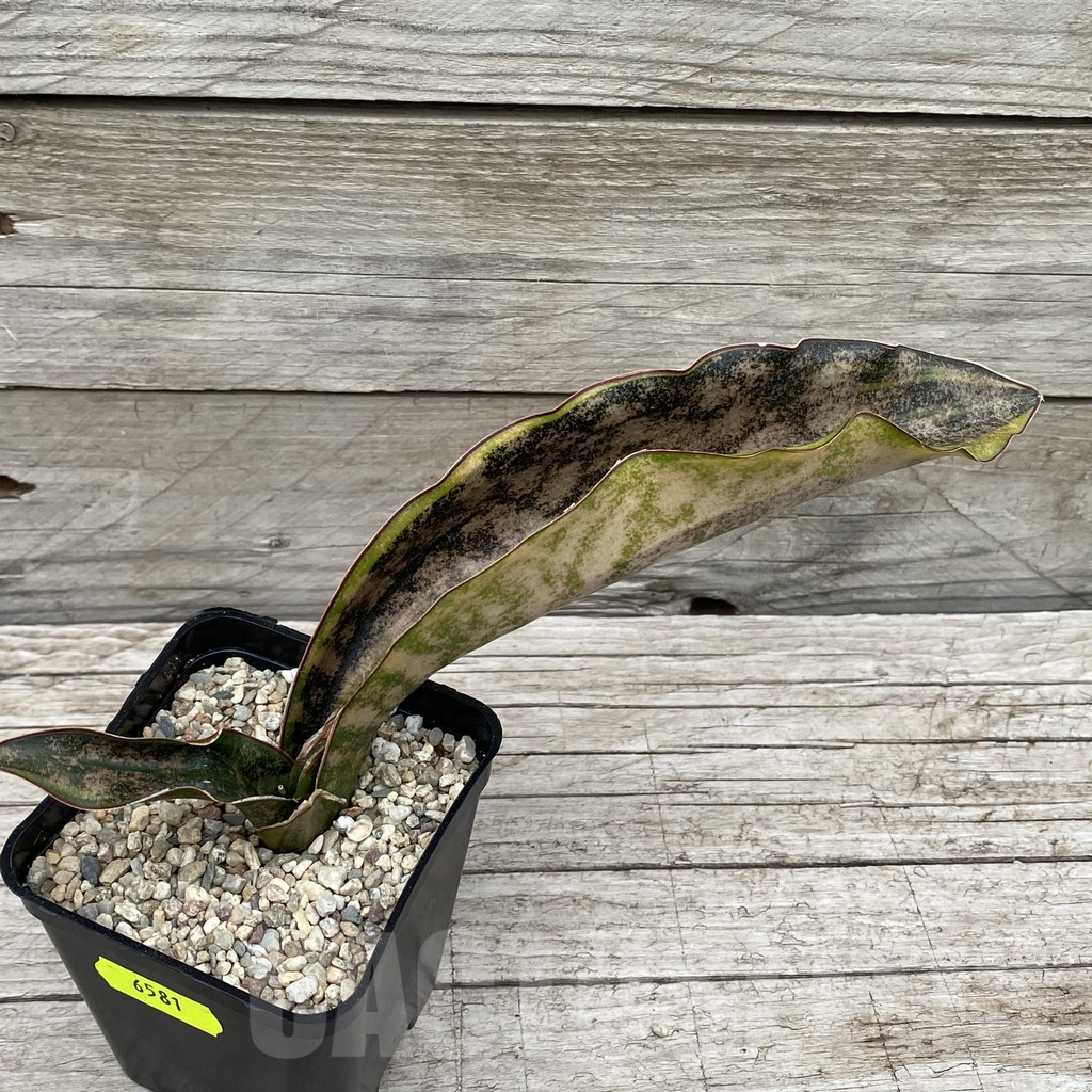 SH6581 Sansevieria kirkii ‘Coppertone’ - Obrázek 2