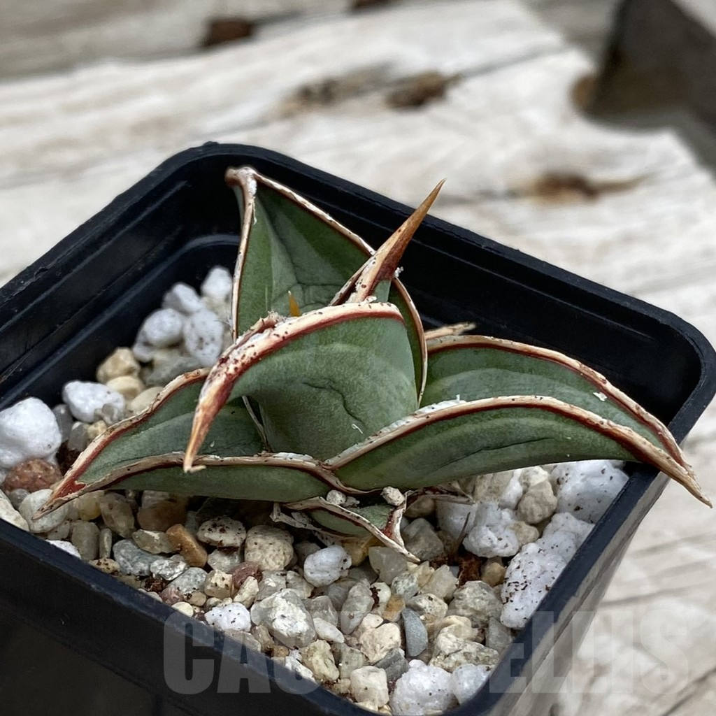 SH6590 Sansevieria ‘Pinguicula White’ - Image 2