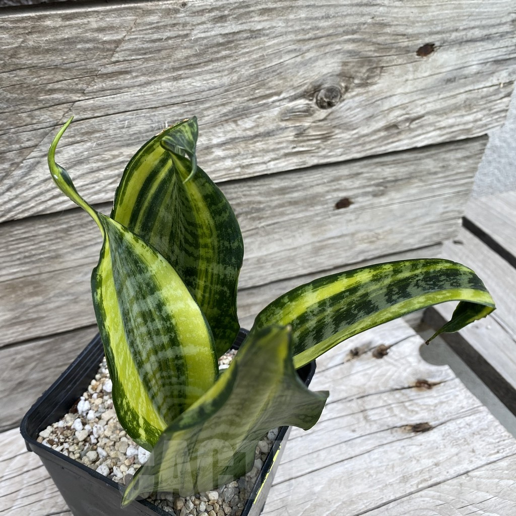 SH6592 Sansevieria ‘Futura Gold’ - Image 2