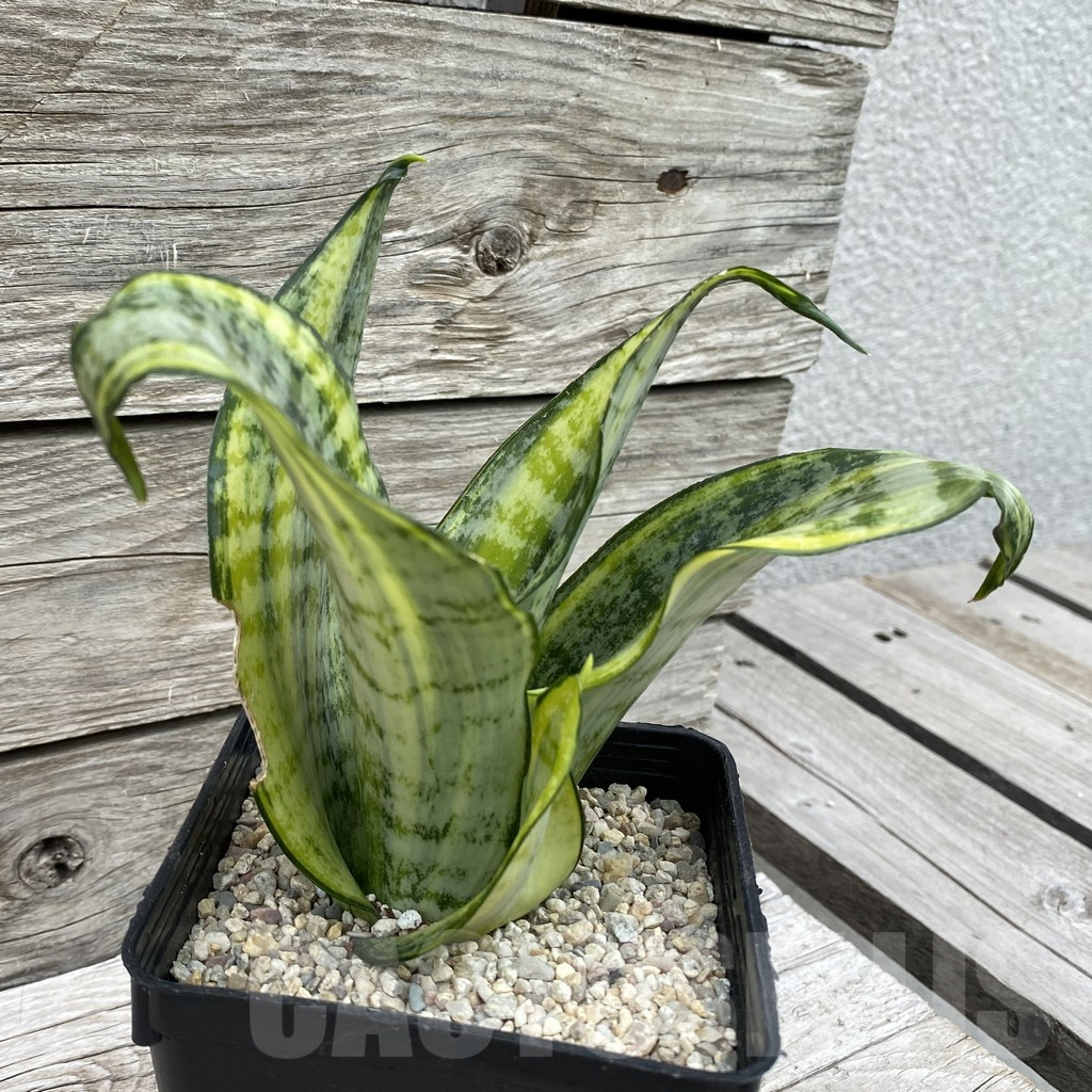 SH6593 Sansevieria ‘Futura Gold’ - Image 2