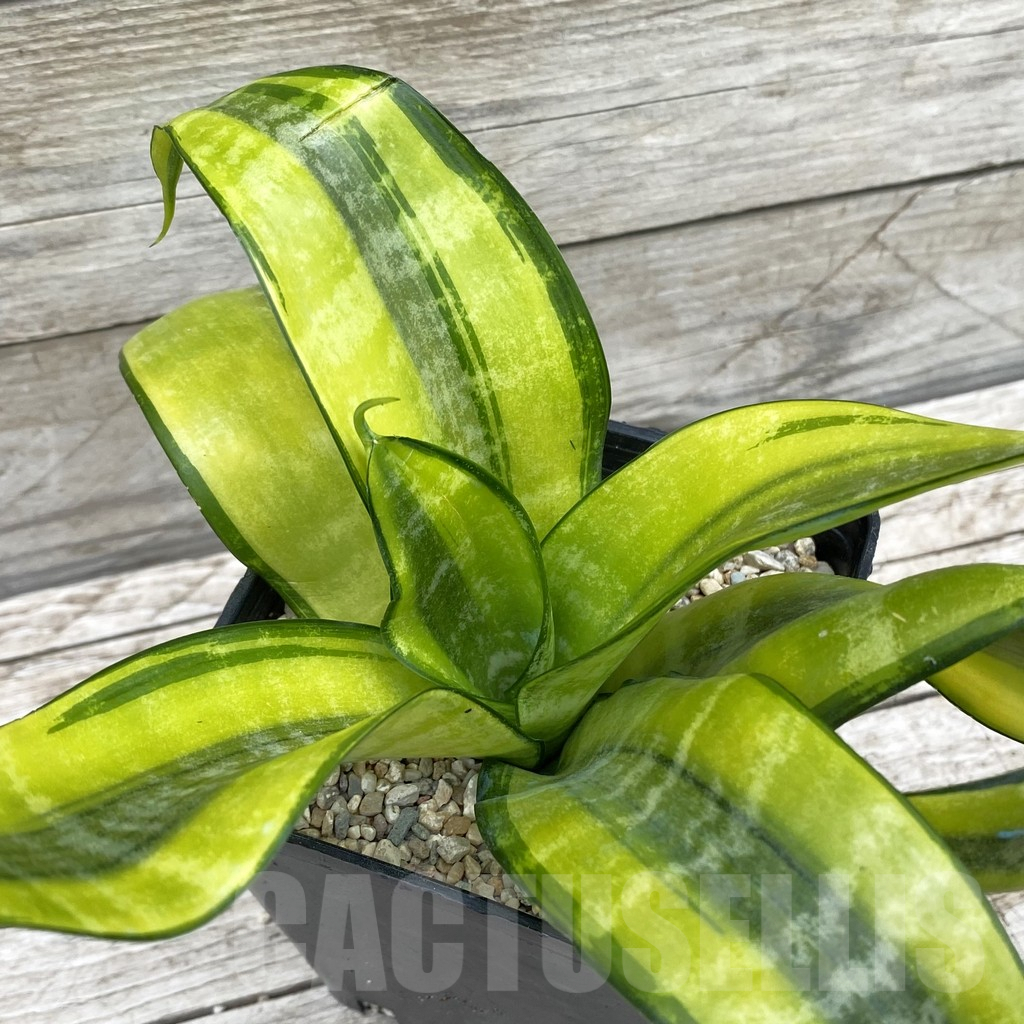 SH6594 Sansevieria ‘Futura Gold’