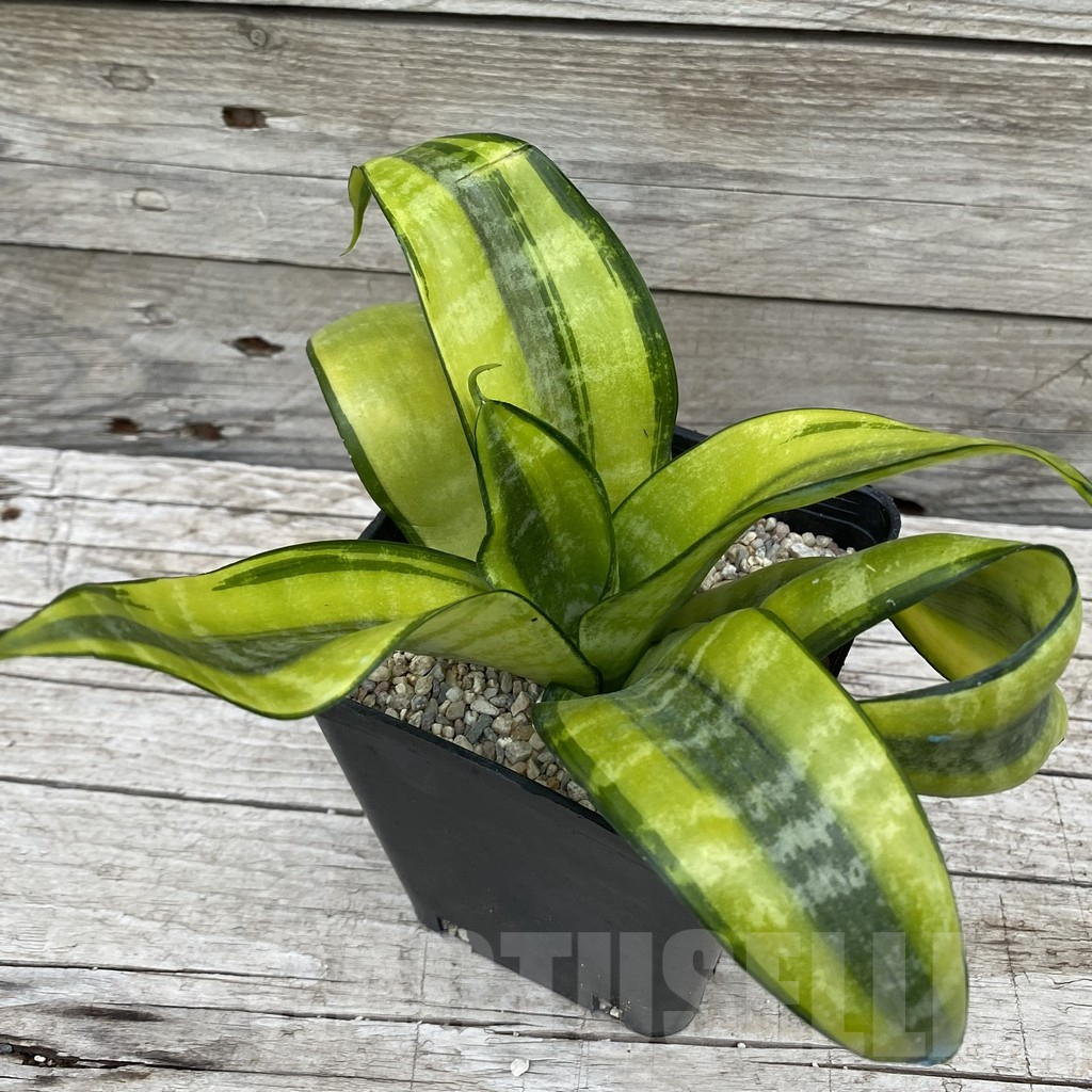 SH6594 Sansevieria ‘Futura Gold’ - Image 2