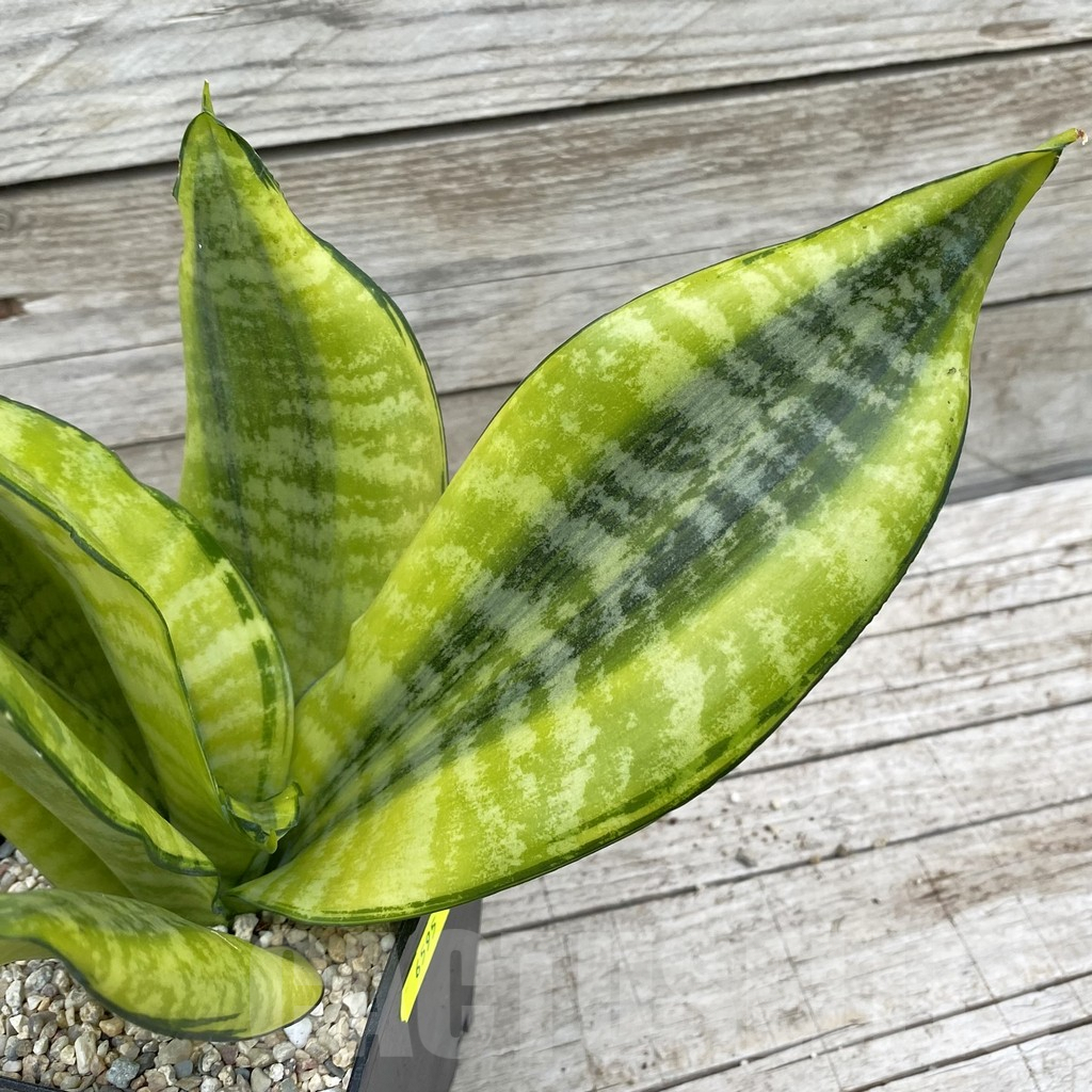 SH6595 Sansevieria ‘Futura Gold’
