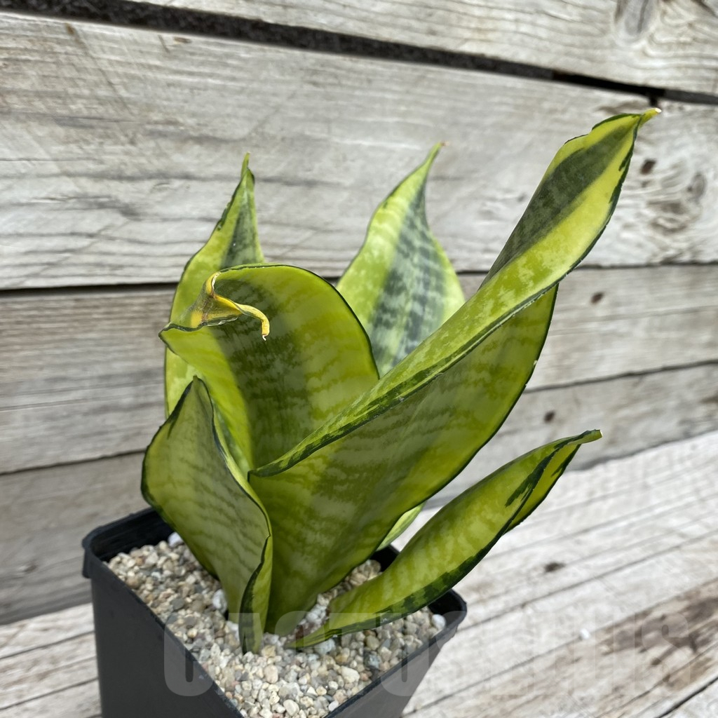 SH6595 Sansevieria ‘Futura Gold’ - immagine 2