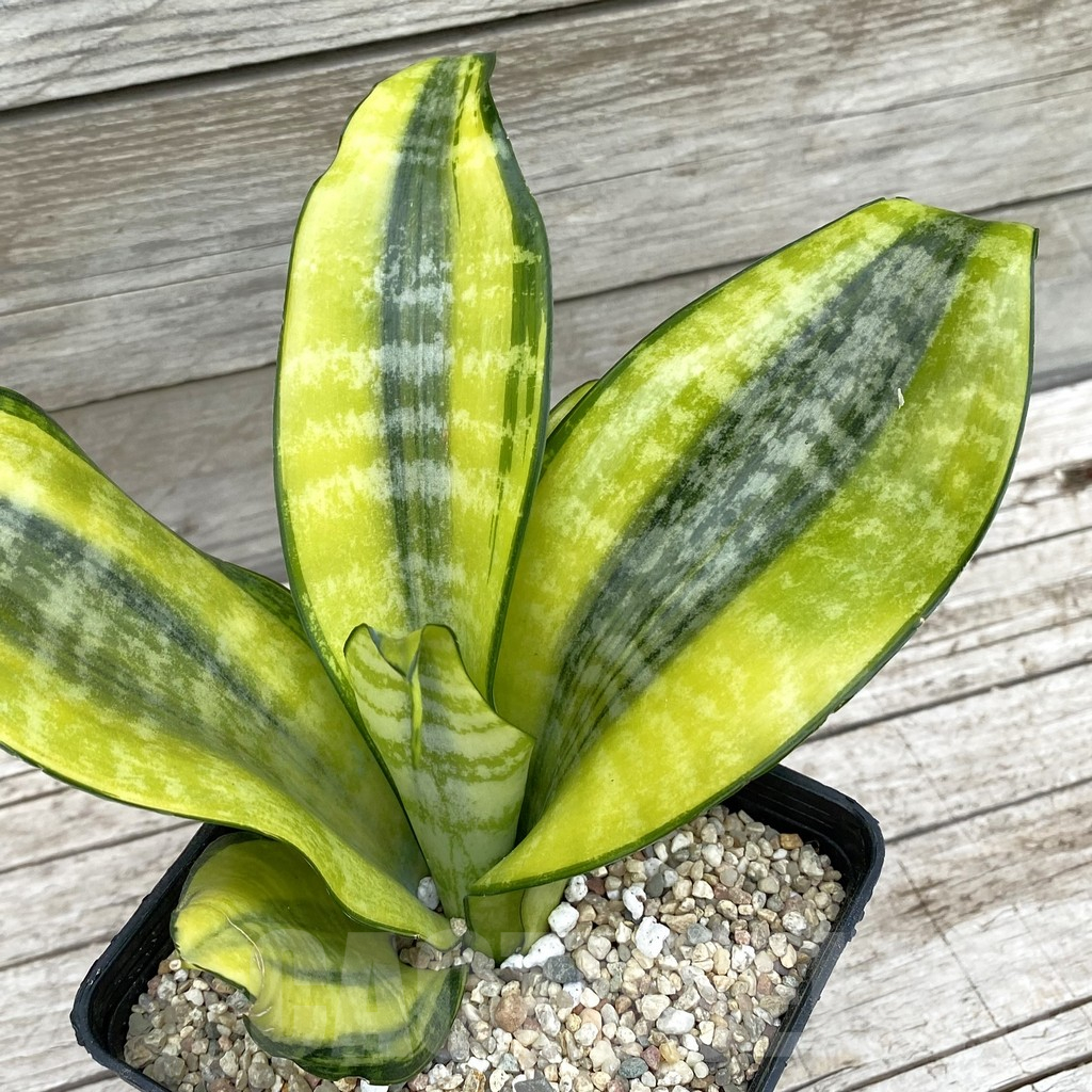 SH6596 Sansevieria ‘Futura Gold’
