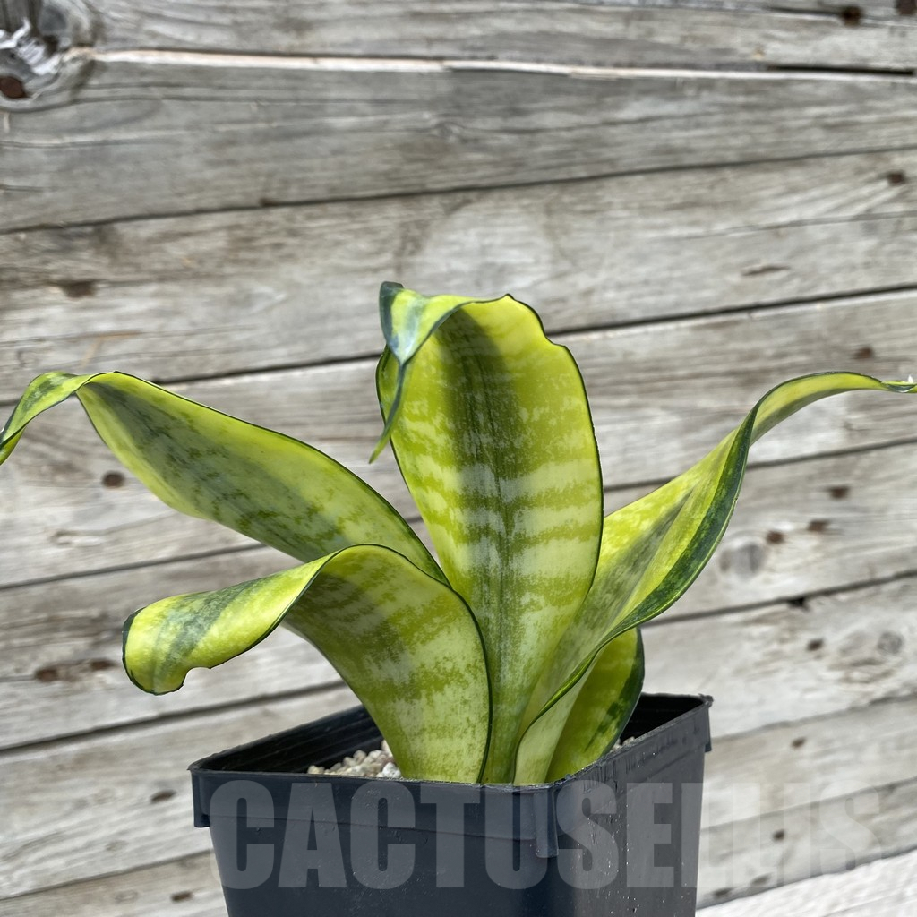 SH6596 Sansevieria ‘Futura Gold’ - immagine 2