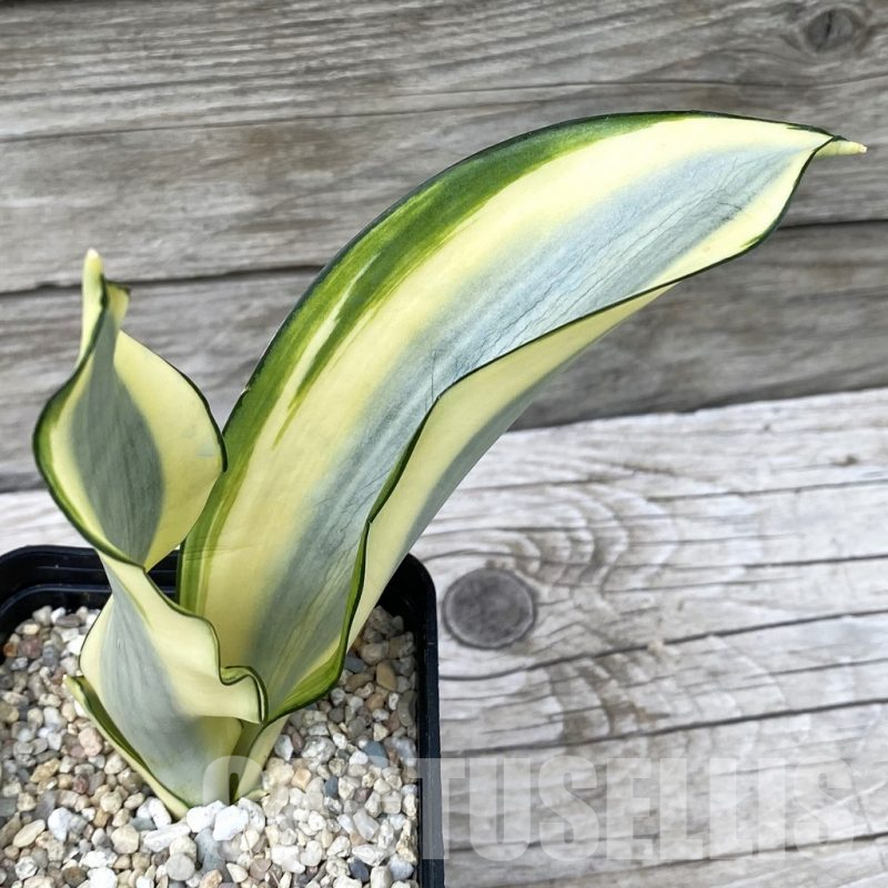 SH6542 Sansevieria ‘Splash’