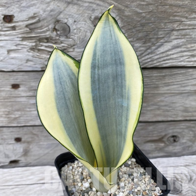 SH6543 Sansevieria ‘Splash’