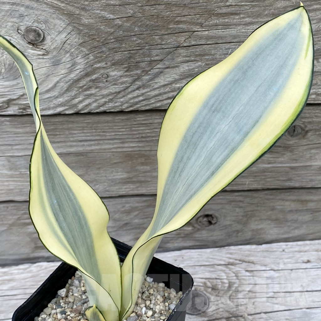 SH6546 Sansevieria ‘Splash’ - immagine 2
