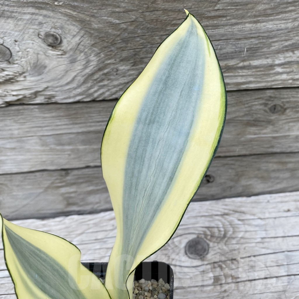 SH6546 Sansevieria ‘Splash’