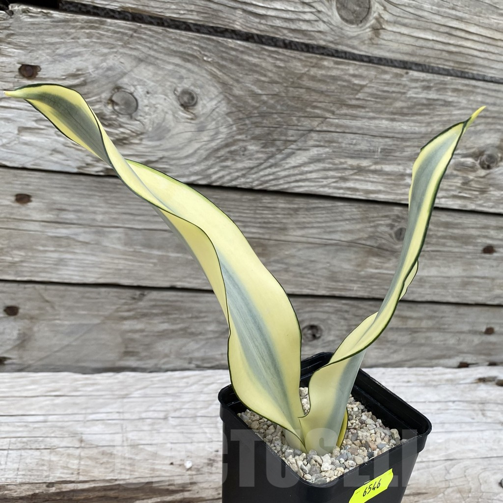 SH6546 Sansevieria ‘Splash’ - immagine 3