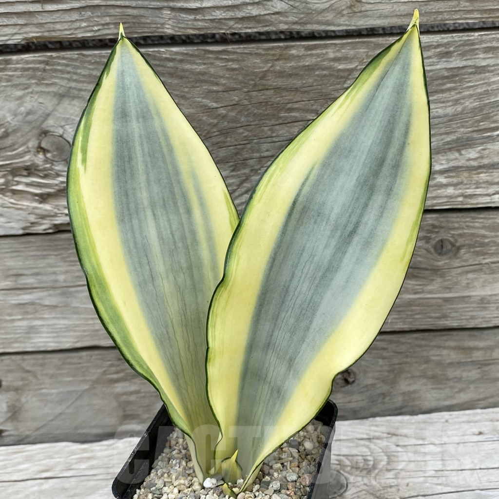 SH6547 Sansevieria ‘Splash’