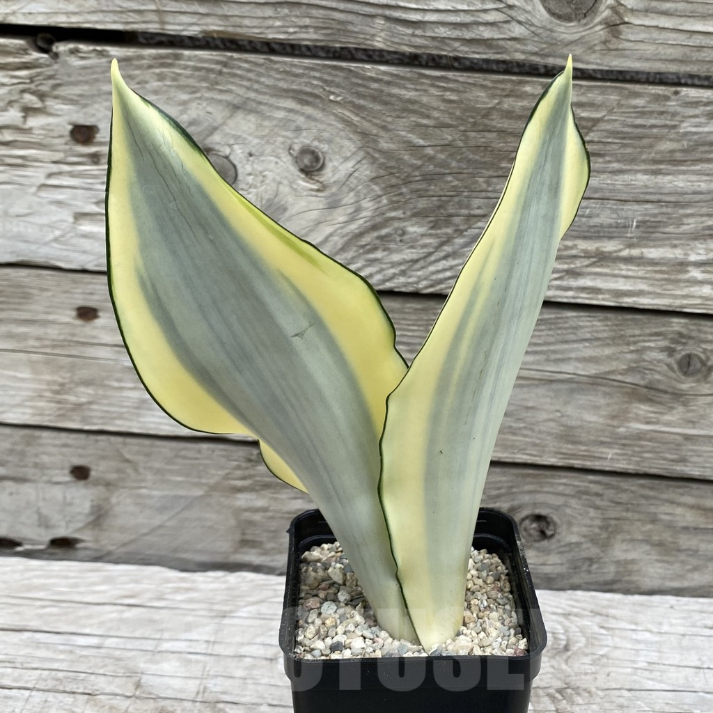 SH6547 Sansevieria ‘Splash’ - Image 2