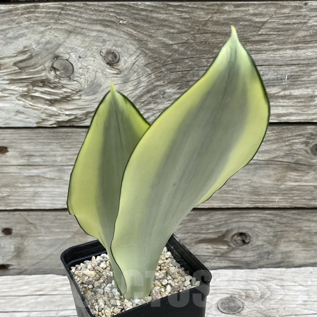 SH6548 Sansevieria ‘Splash’ - Obrázek 2