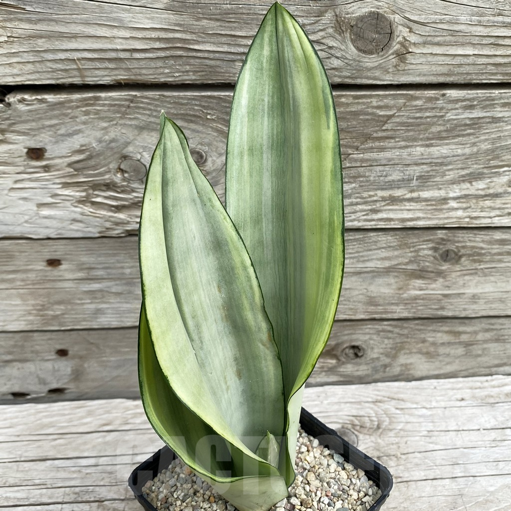 SH6550 Sansevieria trifasciata 'Moonshine'
