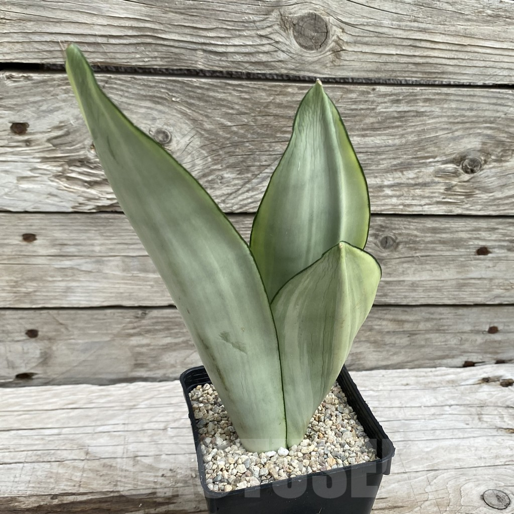 SH6550 Sansevieria trifasciata 'Moonshine' - Image 2