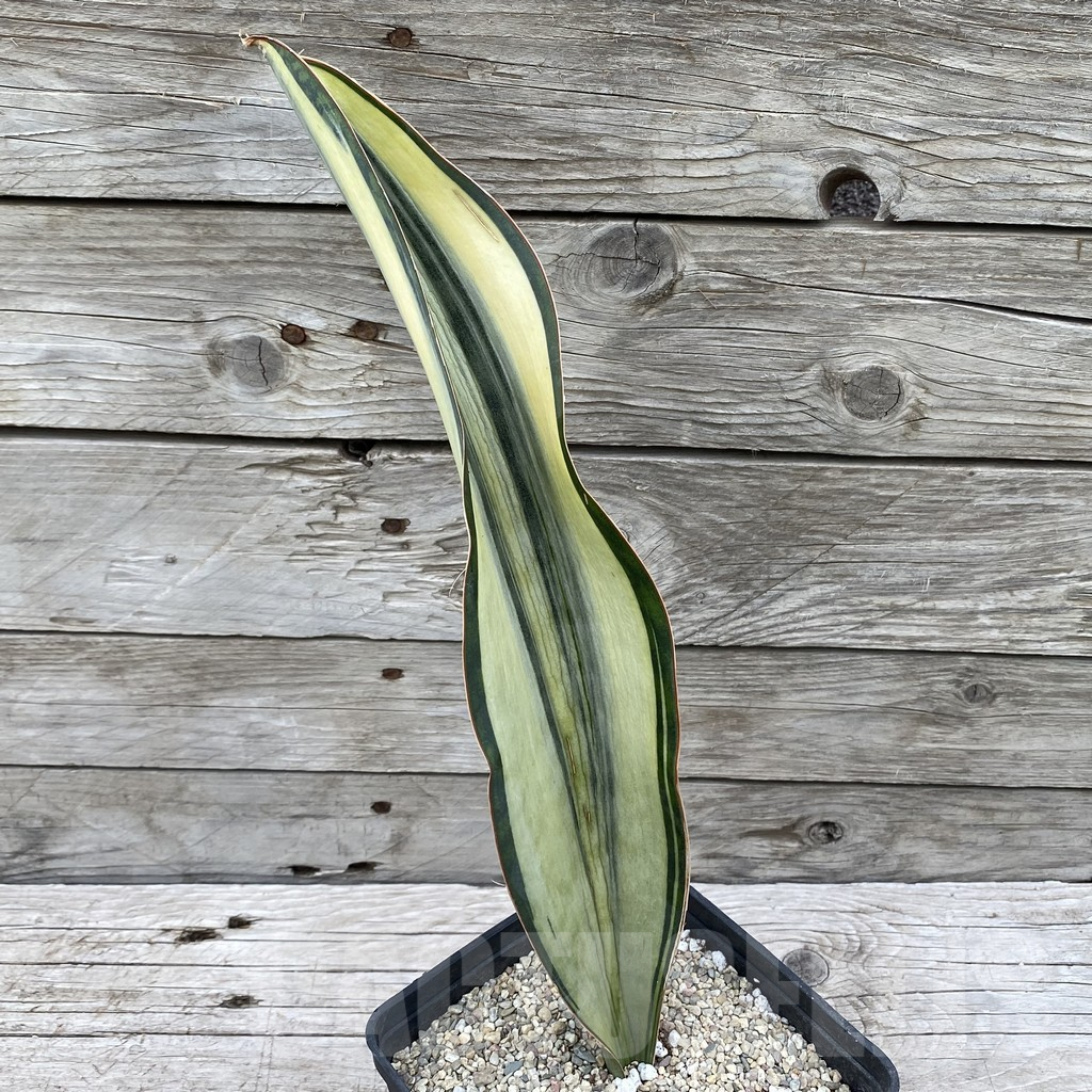 SH6538 Sansevieria ‘Masoniana’ white - Imagen 2