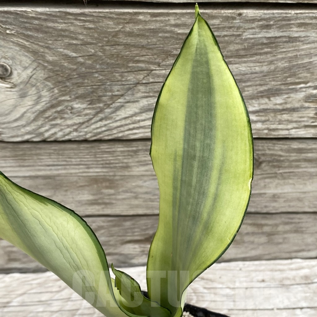 SH6554 Sansevieria trifasciata 'Moonshine'