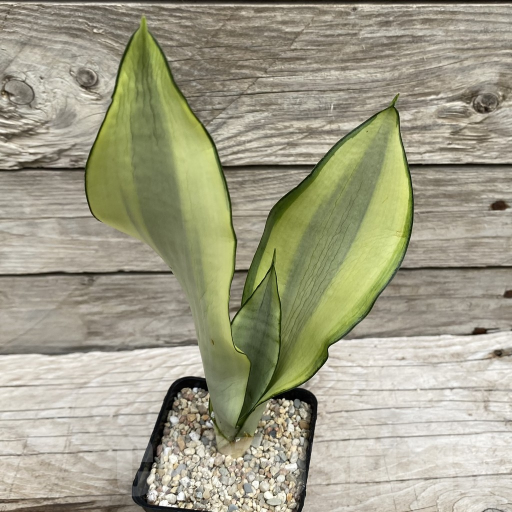 SH6554 Sansevieria trifasciata 'Moonshine' – Image 2