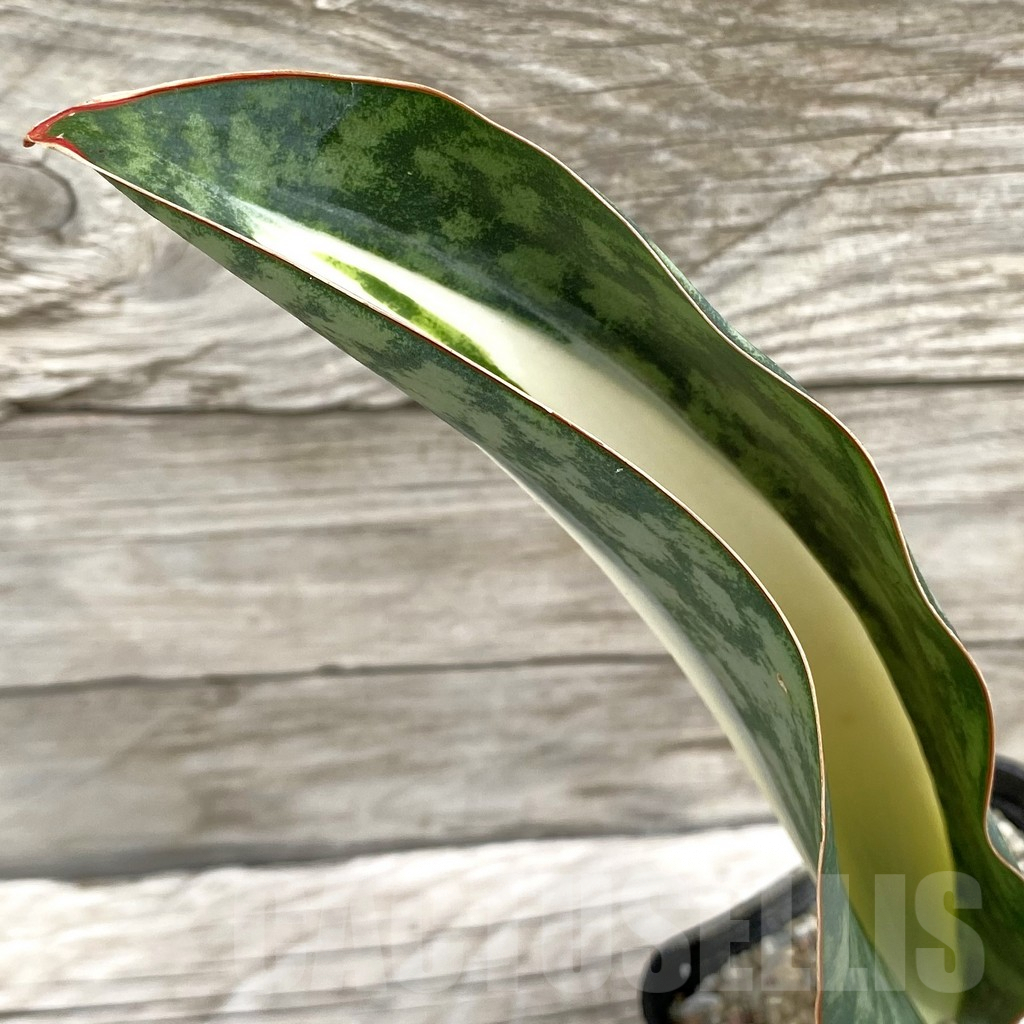 SH6555 Sansevieria ‘Masoniana’ white